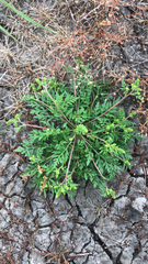 Lepidium didymum