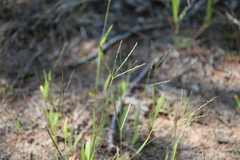 Digitaria ischaemum