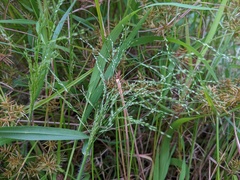 Panicum philadelphicum philadelphicum