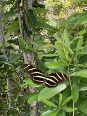 Heliconius charithonia