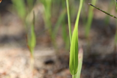 Digitaria ischaemum