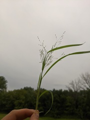 Panicum philadelphicum philadelphicum