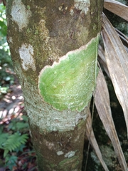 Herpothallon rubrocinctum