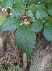 Ulmus minor
