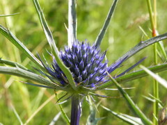 Eryngium amethystinum