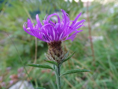 Centaurea decipiens