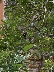 Heliconius charithonia