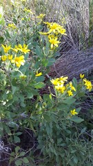 Osteospermum moniliferum