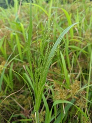 Panicum philadelphicum philadelphicum