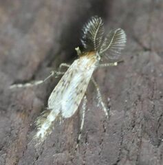 Chaoborus punctipennis