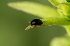 Phalacridae