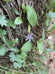 Gentianella austriaca