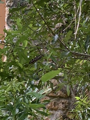 Heliconius charithonia