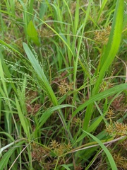 Panicum philadelphicum philadelphicum
