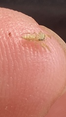 Salticidae