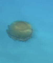 Cotylorhiza tuberculata