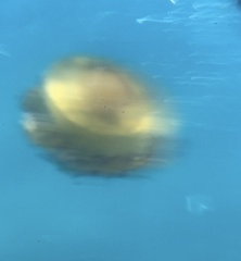 Cotylorhiza tuberculata