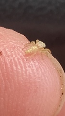 Salticidae