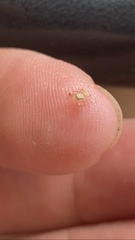 Salticidae