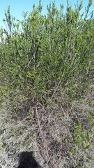 Passerina corymbosa