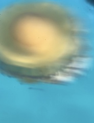 Cotylorhiza tuberculata