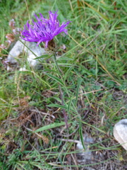 Centaurea decipiens