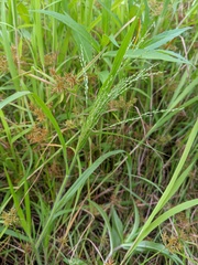 Panicum philadelphicum philadelphicum