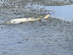 Pseudobatos productus