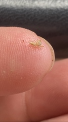 Salticidae