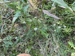 Symphyotrichum dumosum