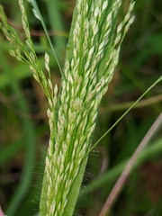 Panicum philadelphicum philadelphicum