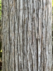 Chamaecyparis thyoides