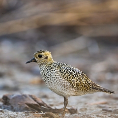 Pluvialis apricaria