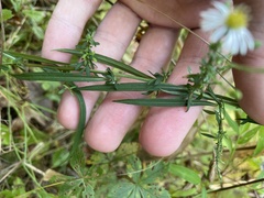 Symphyotrichum dumosum