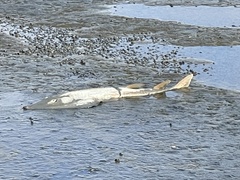 Pseudobatos productus