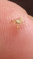 Salticidae