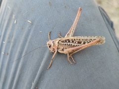 Decticus verrucivorus