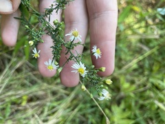 Symphyotrichum dumosum