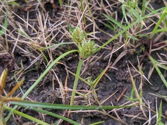 Cyperus squarrosus