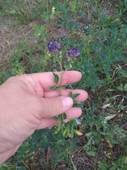 Medicago sativa