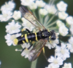 Tenthredo marginella