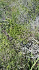 Aspalathus retroflexa