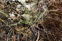 Sporobolus vaginiflorus