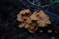 Desarmillaria caespitosa