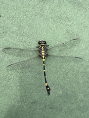Ictinogomphus pertinax