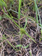 Cyperus squarrosus