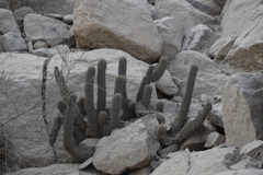 Loxanthocereus acanthurus