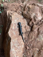 Salamandra atra