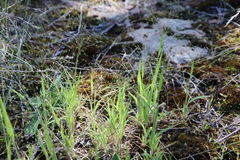 Panicum philadelphicum philadelphicum