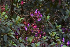 Andesanthus lepidotus